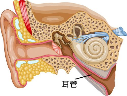 Ear Cross-section