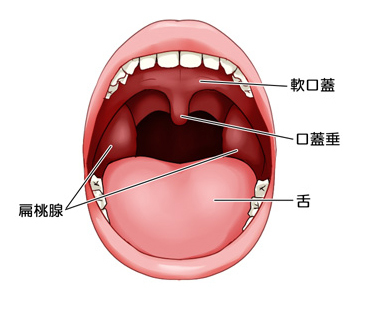 扁桃