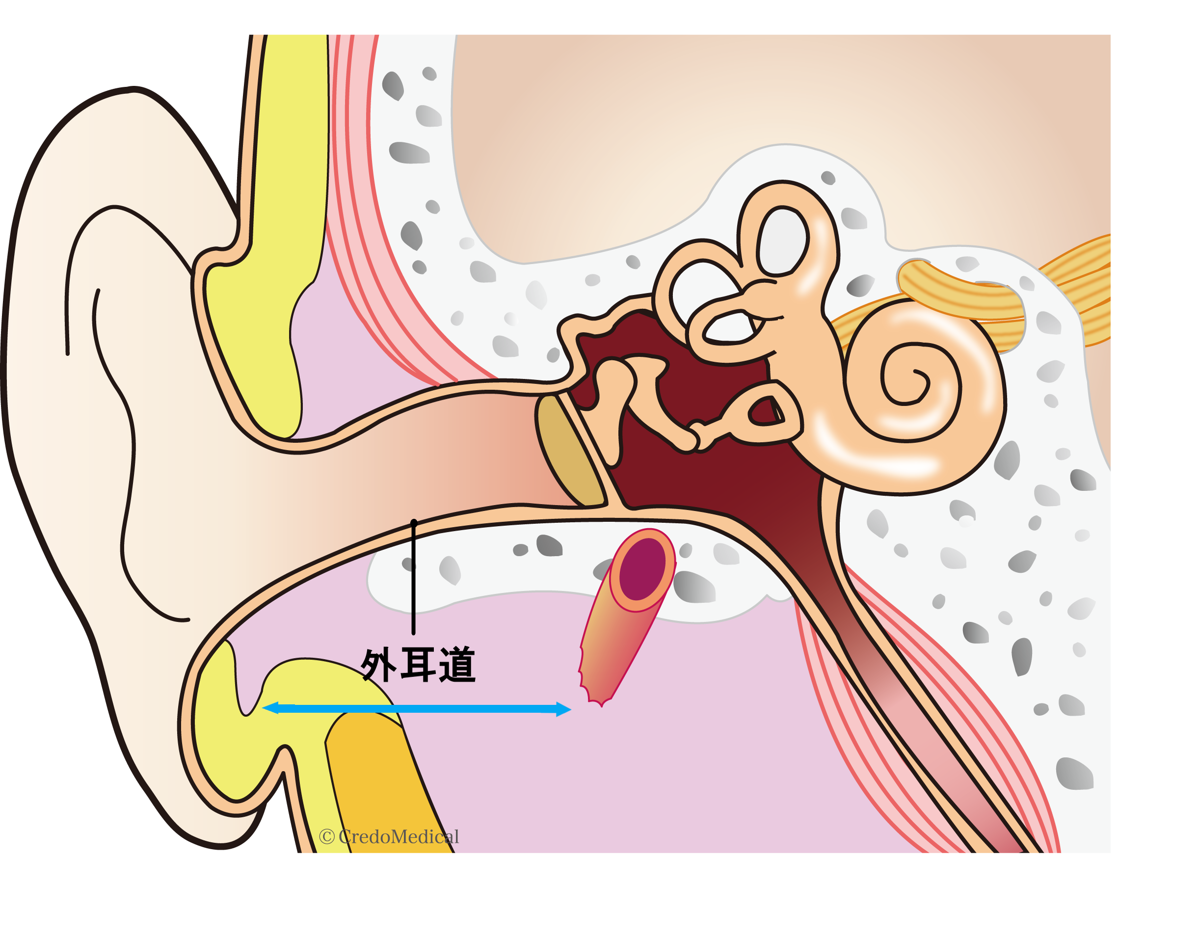 ブログ いのうえ耳鼻咽喉科 ブログ いのうえ耳鼻咽喉科