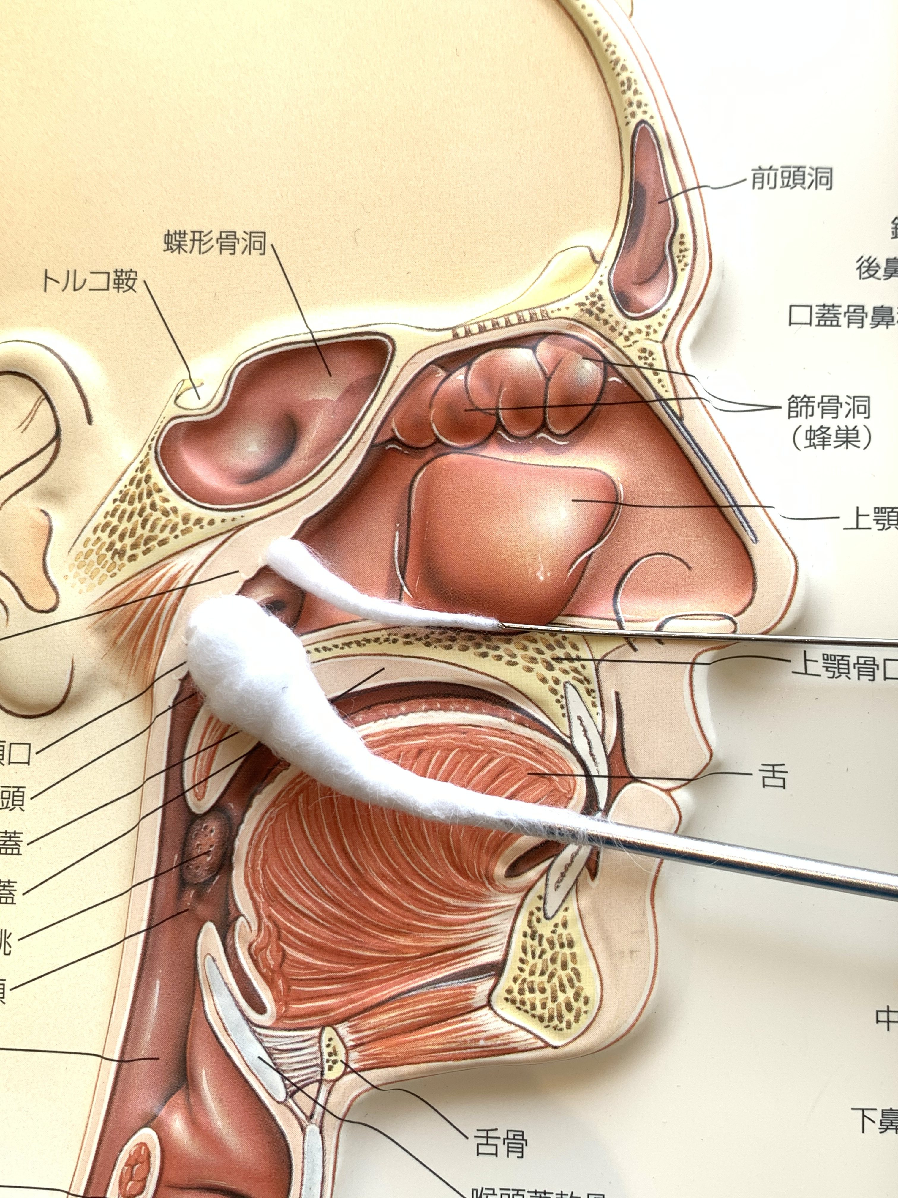 カテゴリ 診療について のブログ記事 いのうえ耳鼻咽喉科