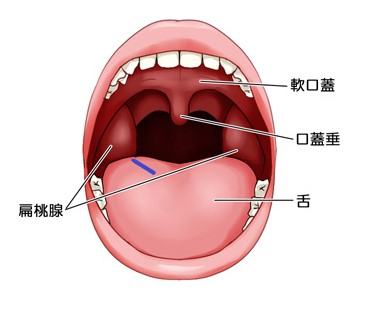 扁桃-1