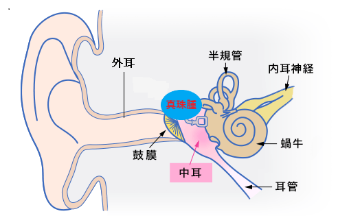 真珠腫