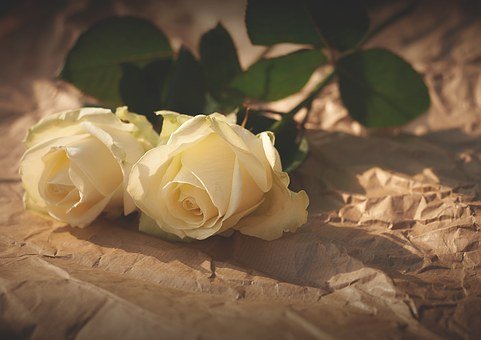 white-roses-1082126__340[1]