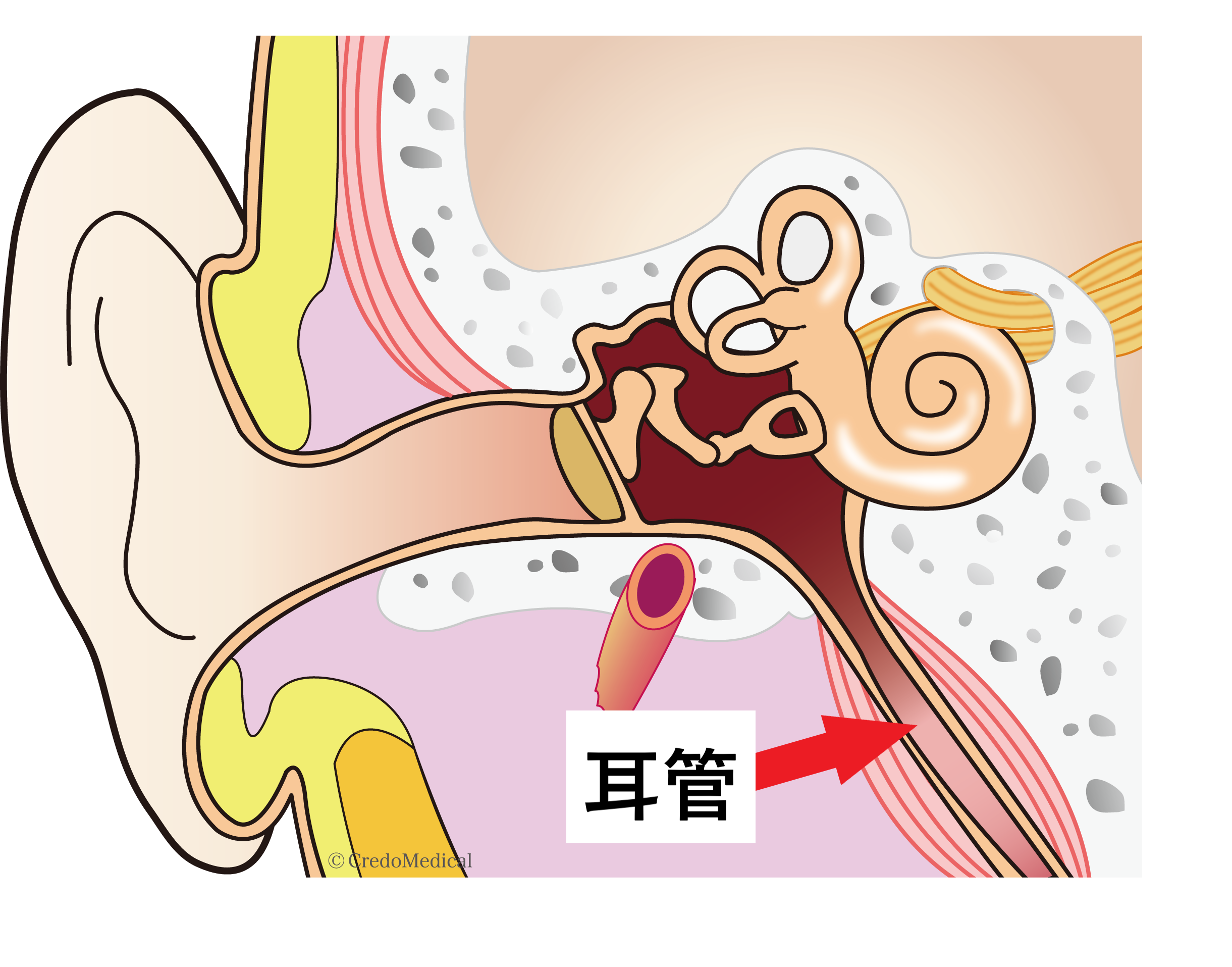 【図解】耳の構造(ロゴあり)